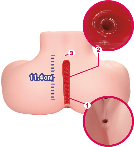 Doorsnede van de anale tunnel