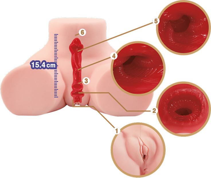 Doorsnede van de vaginale tunnel